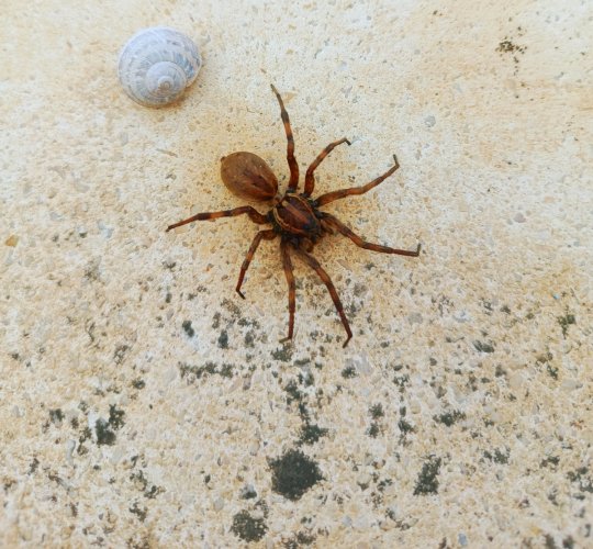 pas de caryotype pour madame-sans-gêne